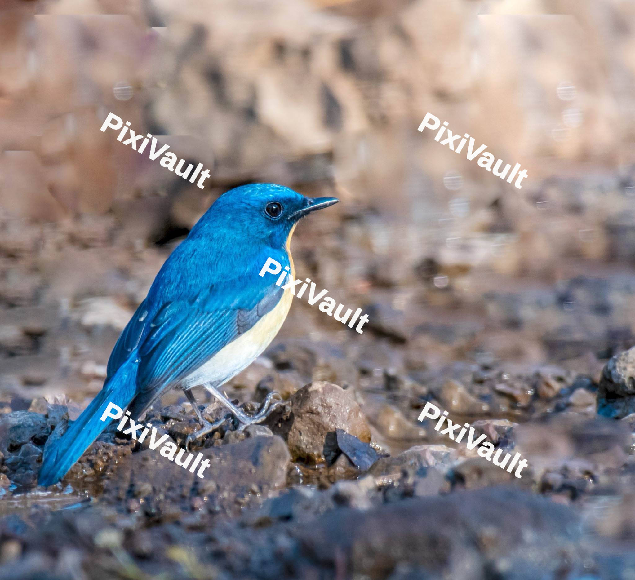 Blue throated flycatcher sitting on the floor